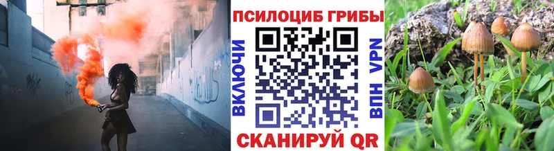 ОМГ ОМГ ссылки  Богданович  Галлюциногенные грибы Cubensis 
